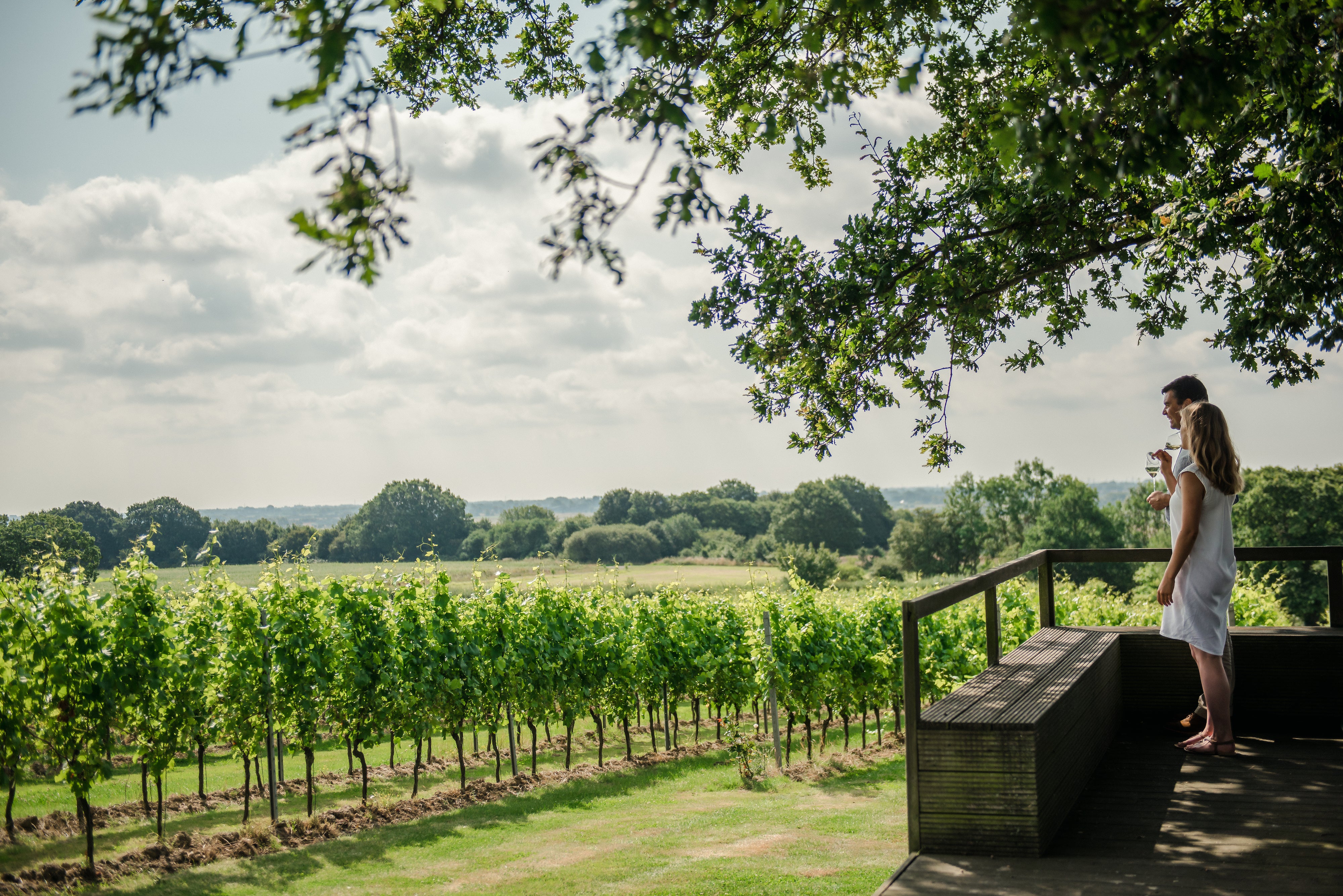 Kent's Beautiful Gusbourne Vineyard - Sparkling Wine Tasting Experience