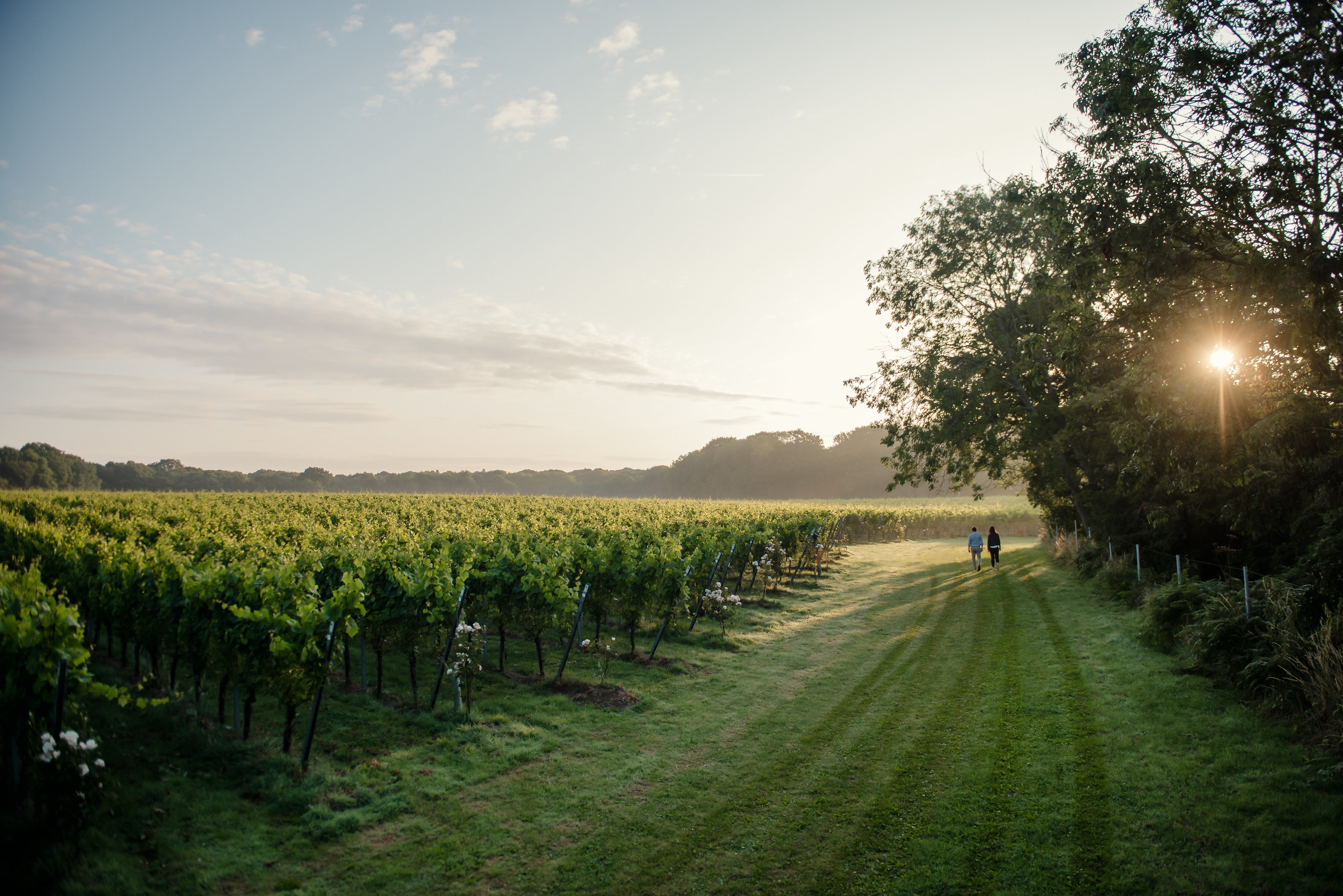 Kent's Beautiful Gusbourne Vineyard - Sparkling Wine Tasting Experience