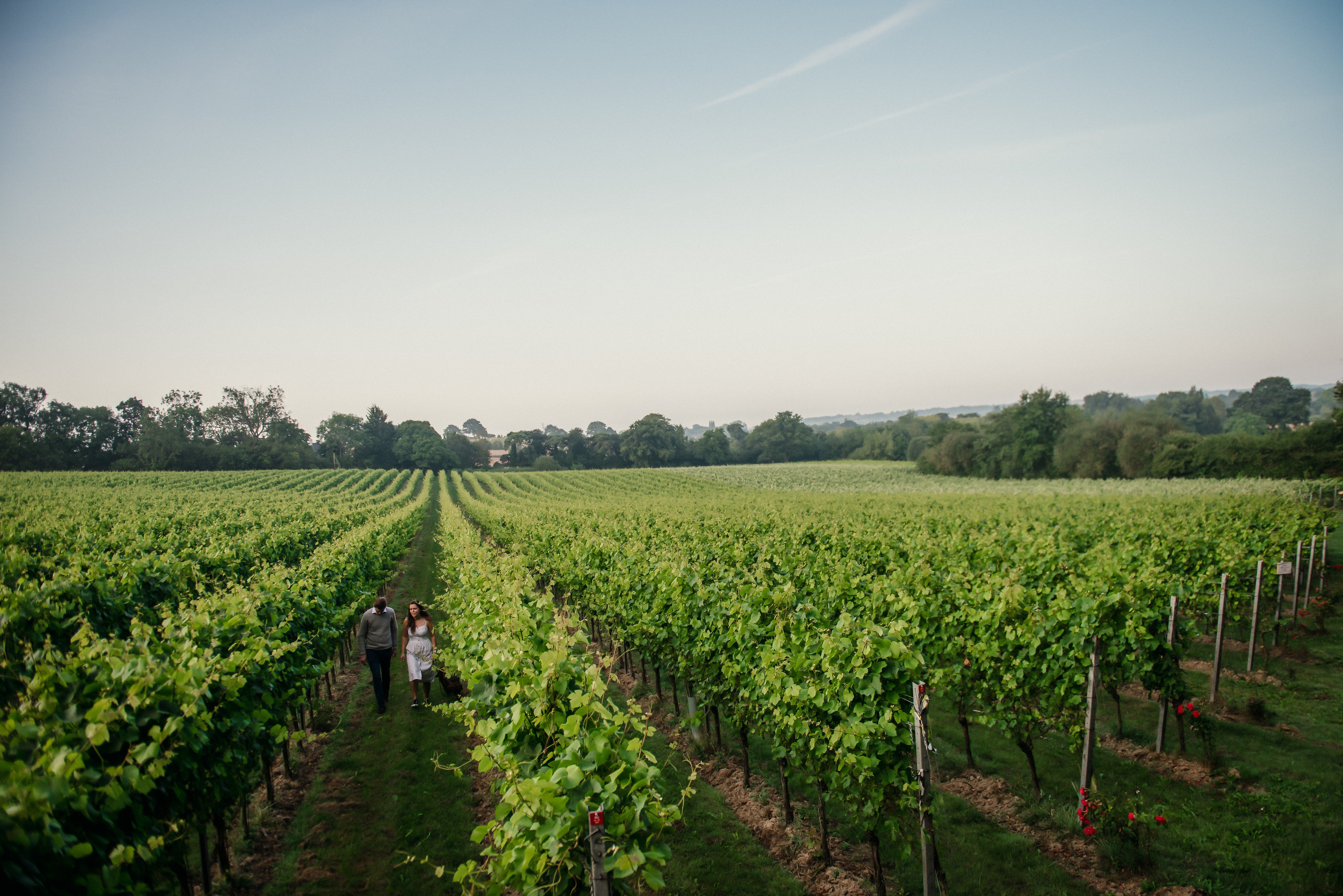 Tour, Tasting and Lunch at Kent's Beautiful Gusbourne Vineyard