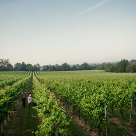 Tour, Tasting and Lunch at Kent's Beautiful Gusbourne Vineyard