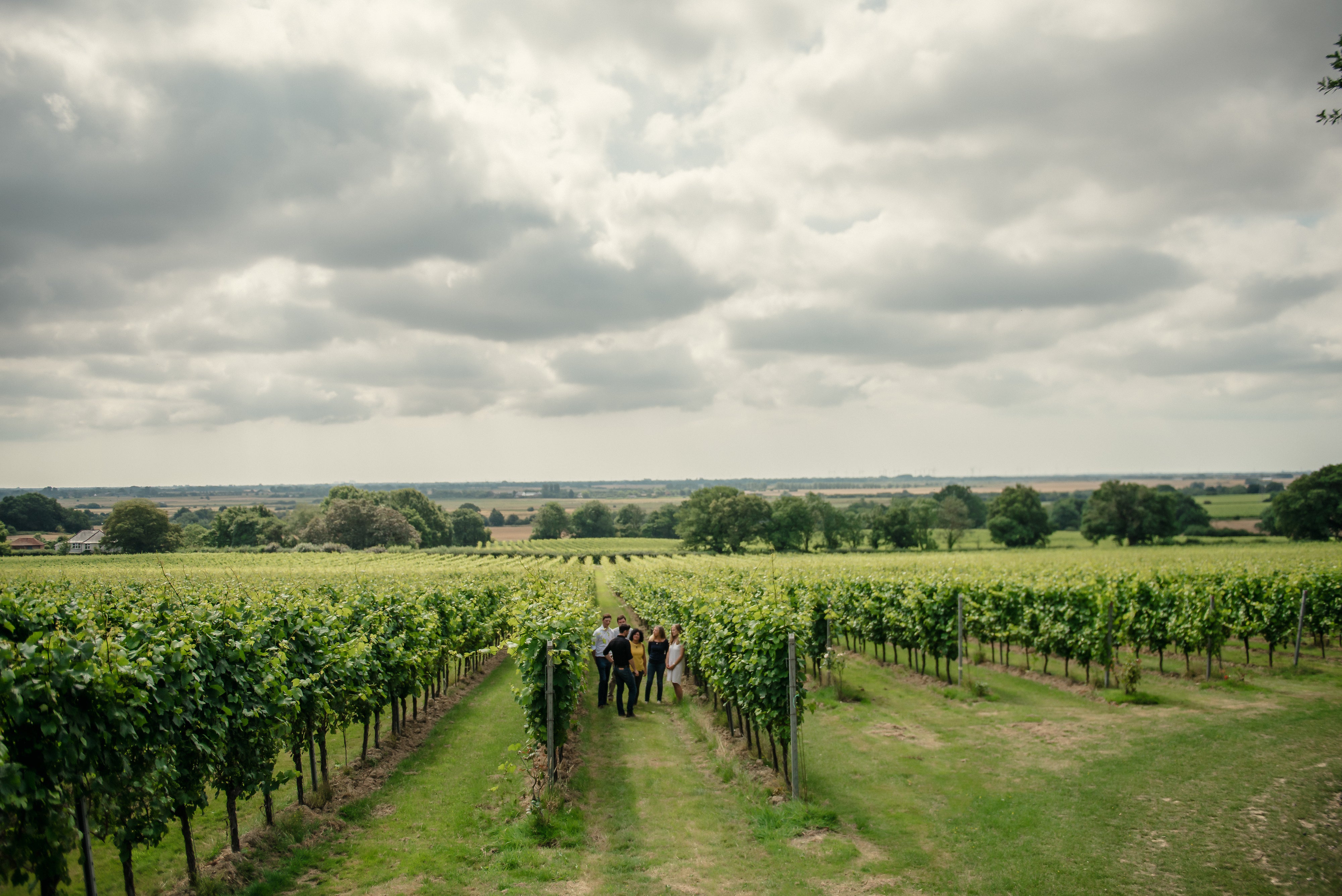 Tour, Tasting and Lunch at Kent's Beautiful Gusbourne Vineyard