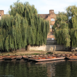 Historical Walking, Punting Tour: Cambridge