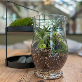 Carnivorous Plant Terrarium Workshop, Manchester