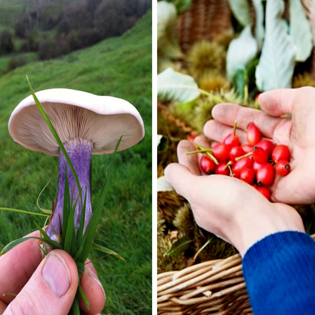 Forage London - The Edible City