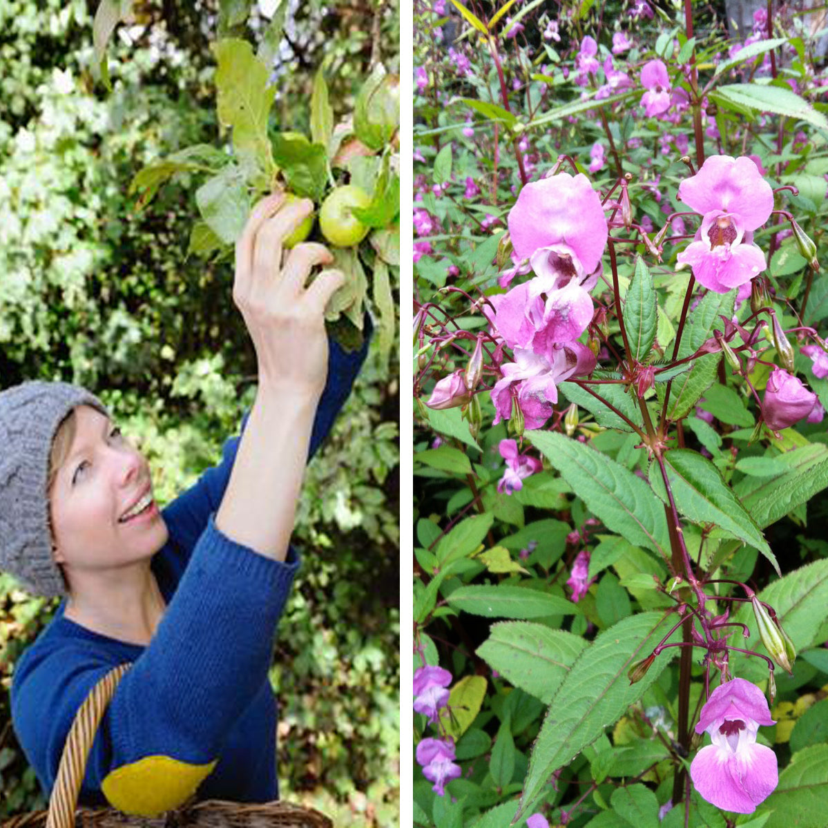 Wild Food, Wild Medicine Foraging Experience