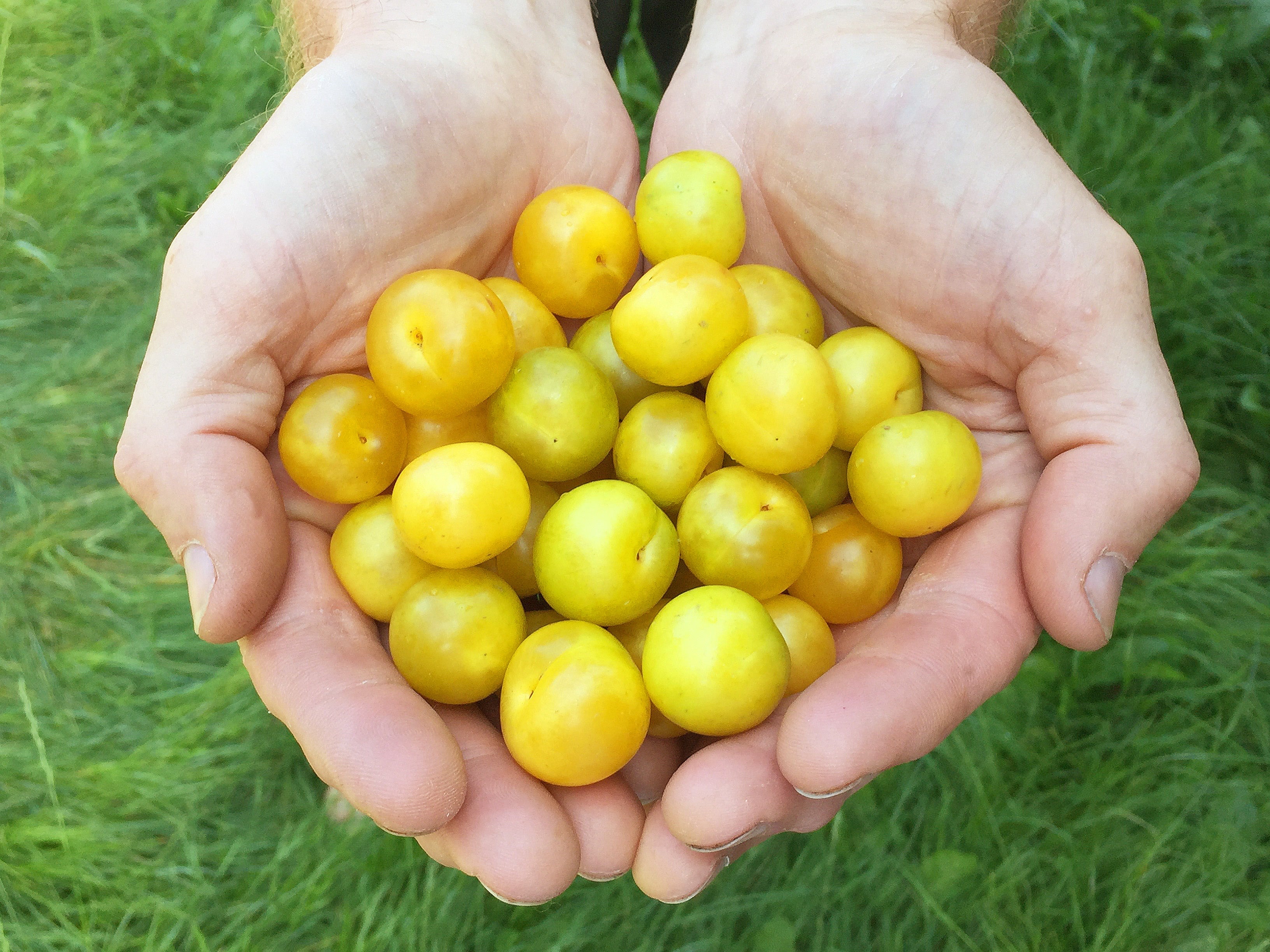 Wild Food, Wild Medicine Foraging Experience