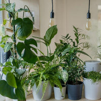 You added <b><u>Houseplant Propagation and Terrarium Workshop, Manchester</u></b> to your cart.