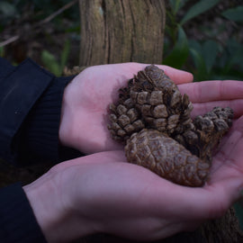 Forest Bathing in Liverpool: Your Journey into Nature