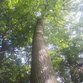 Forest Bathing in Liverpool: Your Journey into Nature