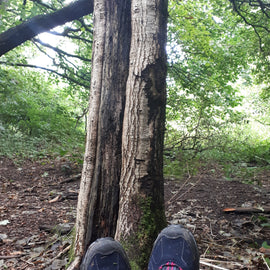 Forest Bathing in Liverpool: Your Journey into Nature