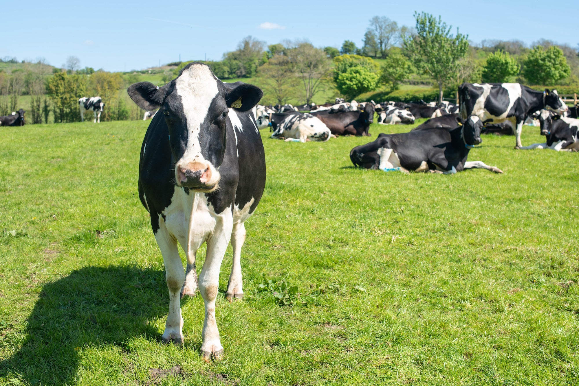 cows on dairy farm
