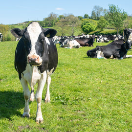 Cheese Making Masterclass for Two in Bath