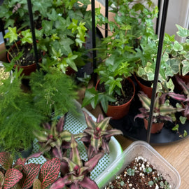 Houseplant Propagation and Terrarium Workshop, Manchester