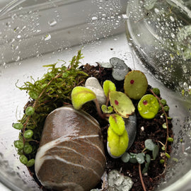 Houseplant Propagation and Terrarium Workshop, Manchester