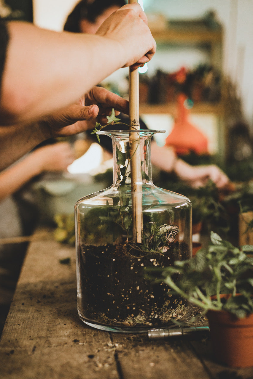 Terrarium Workshop (Brighton)