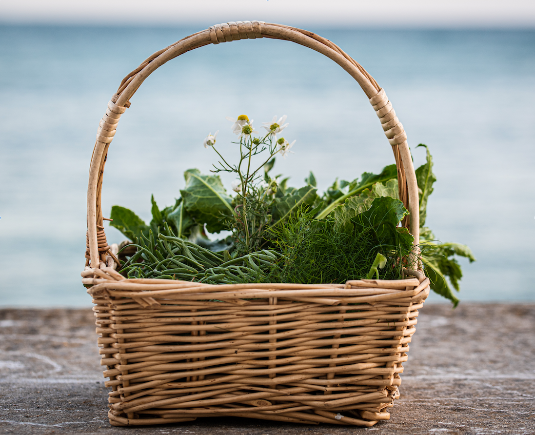 Coastal and Seaweed Foraging (Brighton)