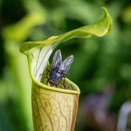 Carnivorous Plant Terrarium Workshop, Manchester