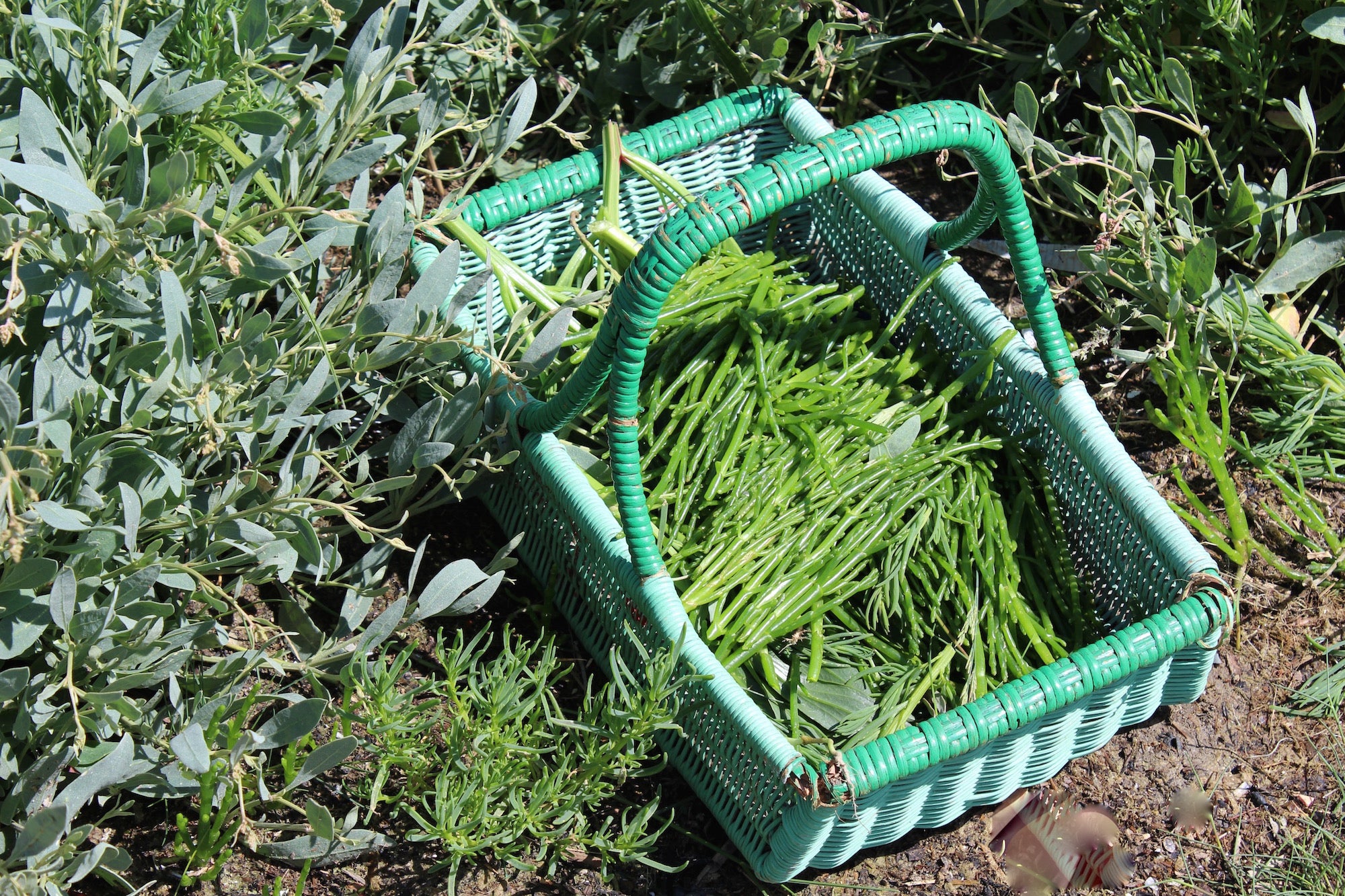 coastal foraging experience deal kent